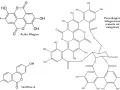 Strutture chimiche: acido ellagico, punicalagina (ellagitannino del melograno) e urolitina A.