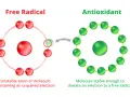 Gli antiossidanti a cosa servono? A stabilizzare i radicali liberi donando un elettrone, proteggendo le cellule.