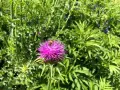 Un'ape raccoglie nettare da un fiore di cardo mariano, pianta nota per le sue proprietà benefiche per il fegato.