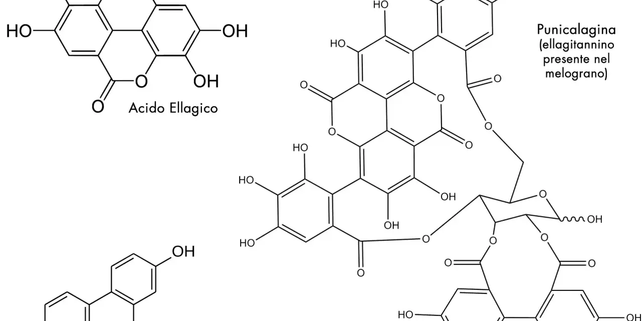 Strutture chimiche: acido ellagico, punicalagina (ellagitannino del melograno) e urolitina A.
