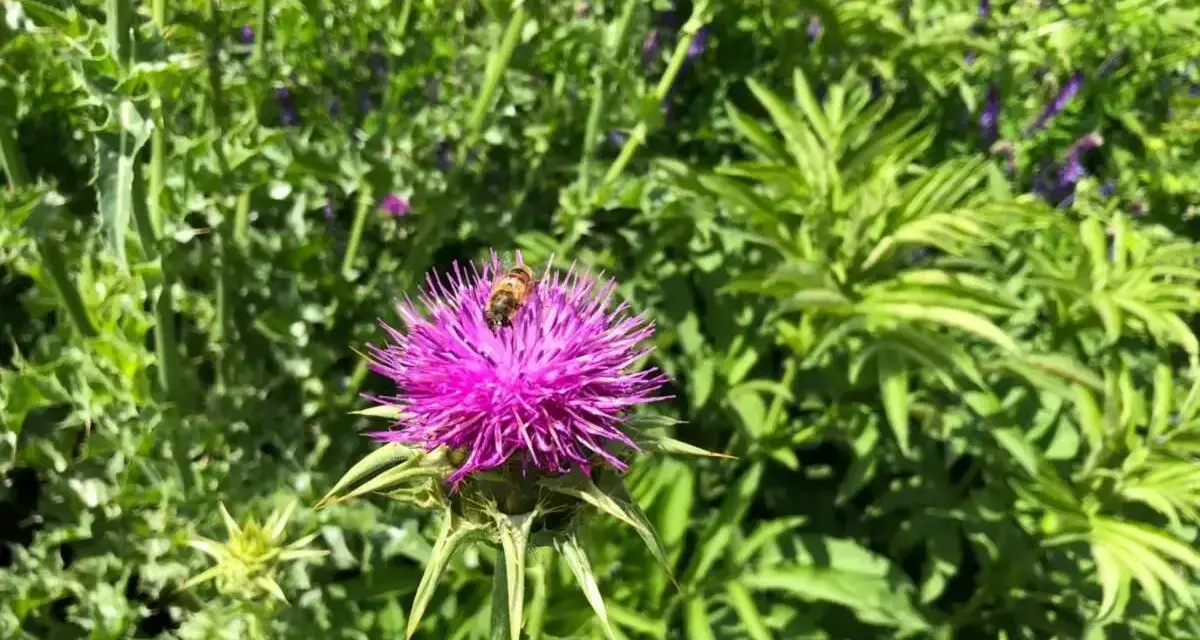 Un'ape raccoglie nettare da un fiore di cardo mariano, pianta nota per le sue proprietà benefiche per il fegato.
