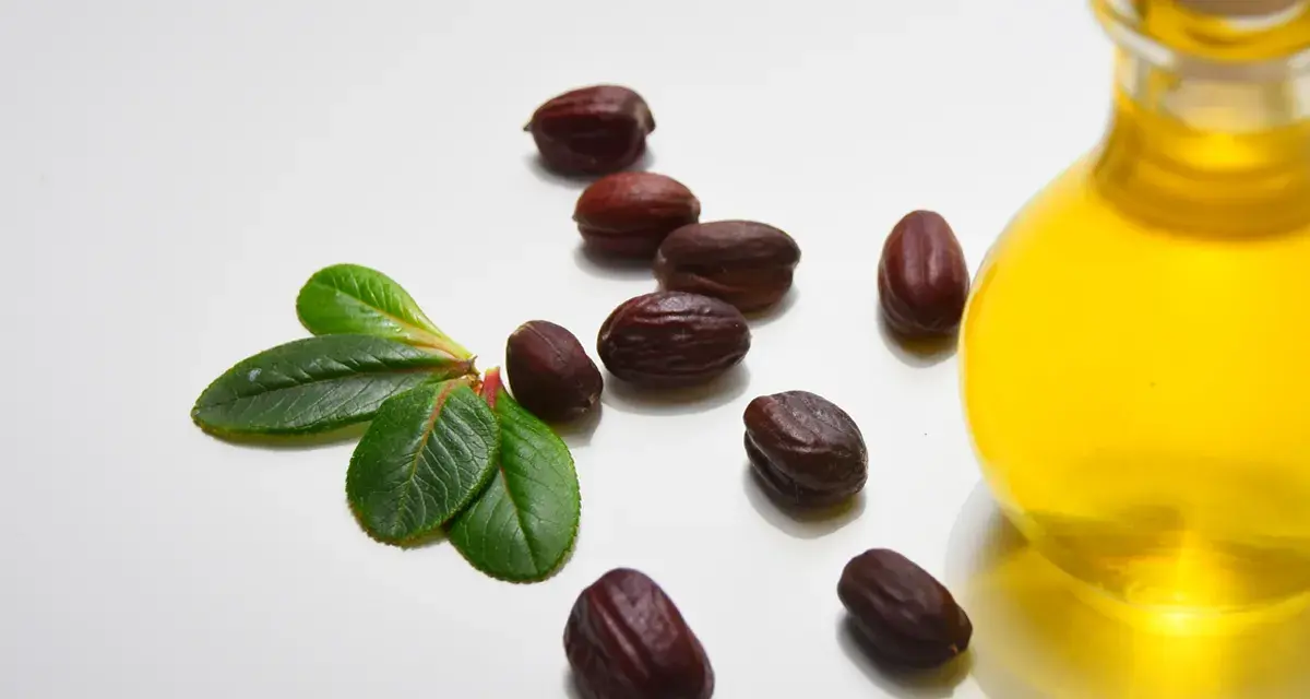 Semi di jojoba e una bottiglia di olio dorato, evidenziando le proprietà dell'olio di jojoba per la cura della pelle.