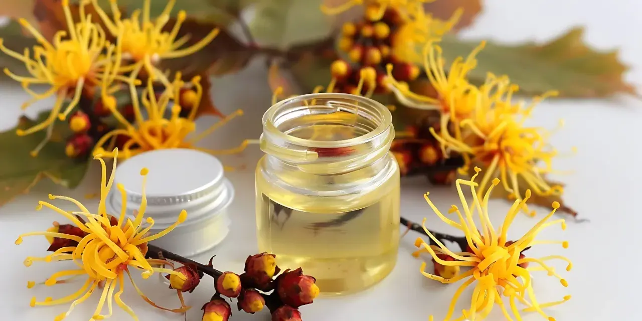 Un flacone di olio giallo circondato da fiori di amamelide, che mostra cos'è questa pianta benefica.