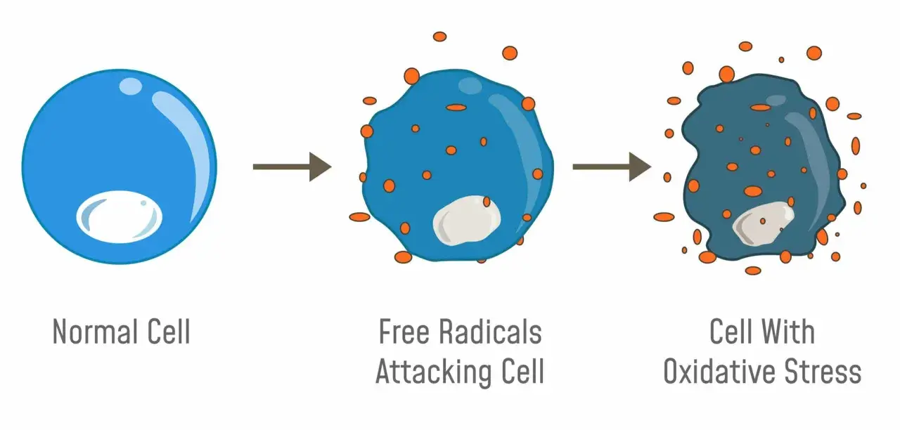Illustrazione di una cellula normale attaccata da radicali liberi, che porta a stress ossidativo. I radicali liberi sono molecole instabili che danneggiano le cellule.