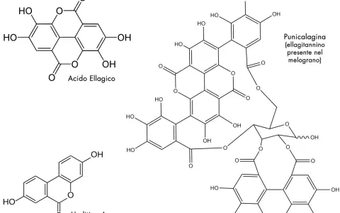 Strutture chimiche: acido ellagico, punicalagina (ellagitannino del melograno) e urolitina A.