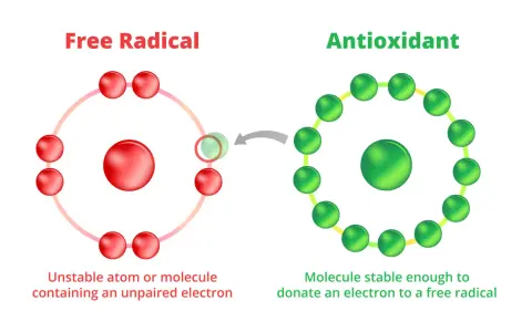 Gli antiossidanti a cosa servono? A stabilizzare i radicali liberi donando un elettrone, proteggendo le cellule.