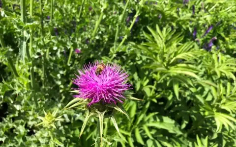 Un'ape raccoglie nettare da un fiore di cardo mariano, pianta nota per le sue proprietà benefiche per il fegato.