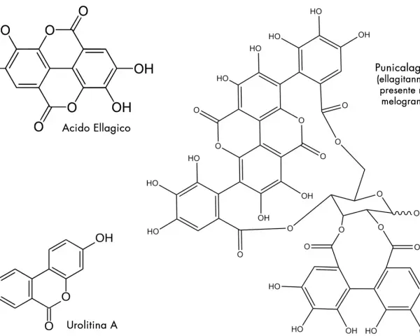 Strutture chimiche: acido ellagico, punicalagina (ellagitannino del melograno) e urolitina A.
