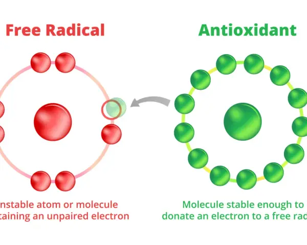 Gli antiossidanti a cosa servono? A stabilizzare i radicali liberi donando un elettrone, proteggendo le cellule.