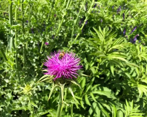 Un'ape raccoglie nettare da un fiore di cardo mariano, pianta nota per le sue proprietà benefiche per il fegato.