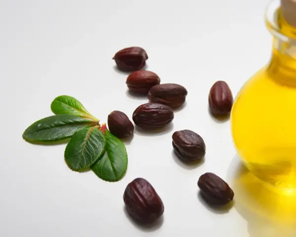 Semi di jojoba e una bottiglia di olio dorato, evidenziando le proprietà dell'olio di jojoba per la cura della pelle.