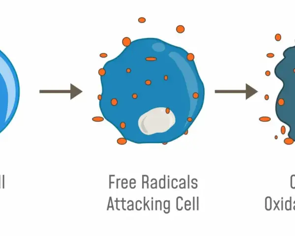 Illustrazione di una cellula normale attaccata da radicali liberi, che porta a stress ossidativo. I radicali liberi sono molecole instabili che danneggiano le cellule.