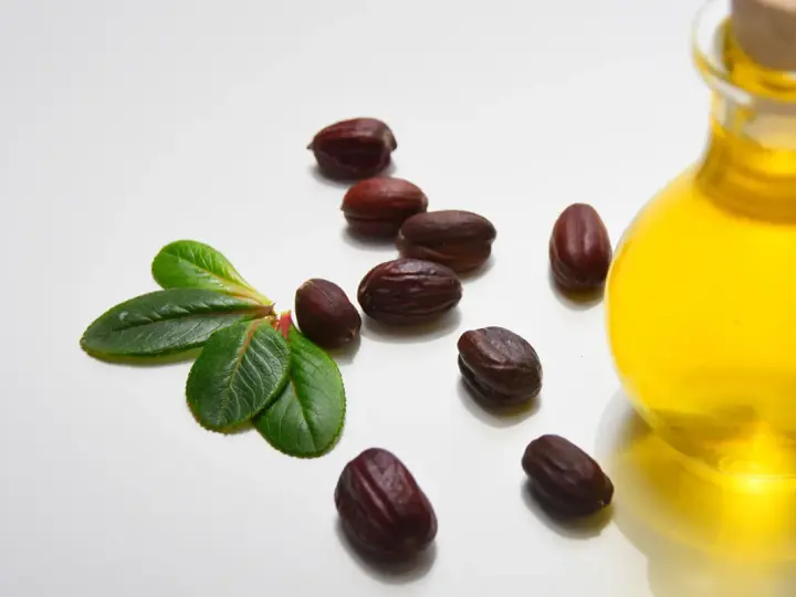 Semi di jojoba e una bottiglia di olio dorato, evidenziando le proprietà dell'olio di jojoba per la cura della pelle.