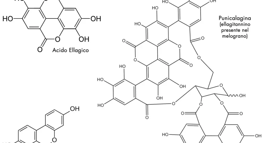 Strutture chimiche: acido ellagico, punicalagina (ellagitannino del melograno) e urolitina A.