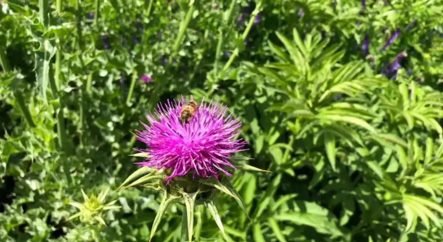 Un'ape raccoglie nettare da un fiore di cardo mariano, pianta nota per le sue proprietà benefiche per il fegato.