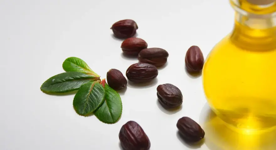 Semi di jojoba e una bottiglia di olio dorato, evidenziando le proprietà dell'olio di jojoba per la cura della pelle.
