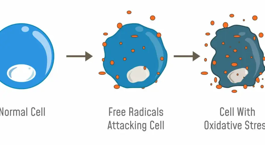 Illustrazione di una cellula normale attaccata da radicali liberi, che porta a stress ossidativo. I radicali liberi sono molecole instabili che danneggiano le cellule.