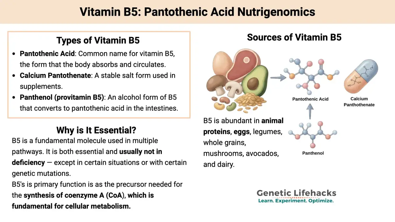Fonti di vitamina B5: carne, uova, legumi, cereali integrali, funghi, avocado e latticini. La vitamina B5 è essenziale per il metabolismo cellulare.