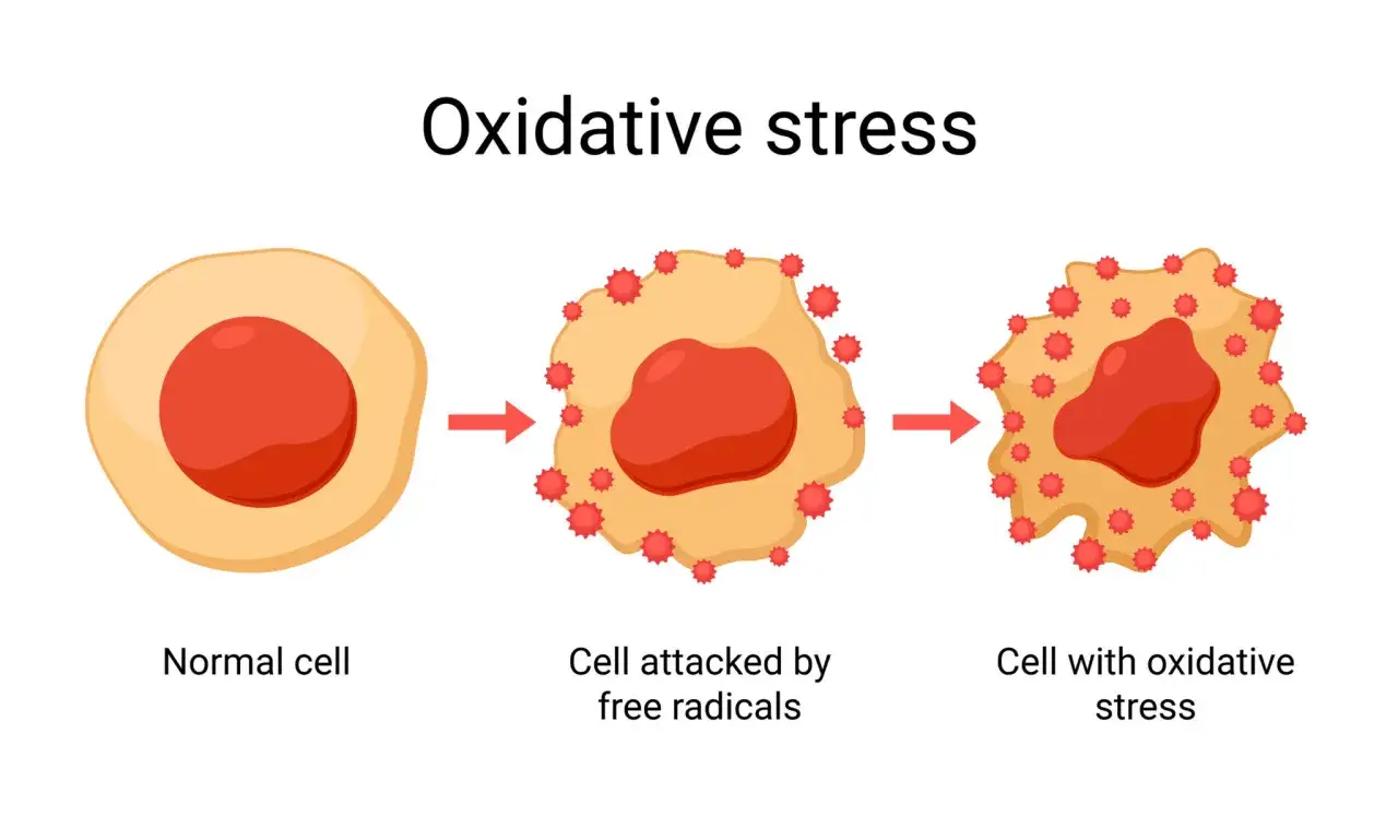 Illustrazione mostra cosa sono i radicali liberi: una cellula sana attaccata da questi agenti che causano stress ossidativo.