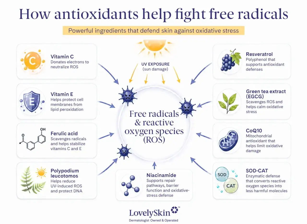 Gli antiossidanti combattono i radicali liberi, causa dell'invecchiamento cutaneo, grazie a ingredienti come Vitamina C, E, Resveratrolo e t&egrave; verde.