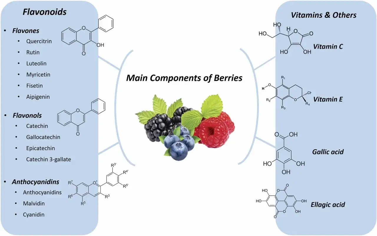 Componenti principali dei frutti di bosco: flavonoidi, vitamine e acido ellagico.